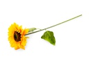Flor - Girasol individual tallo gruezo, largo 64 cm, corola 17 cm