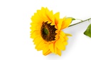 Flor - Girasol individual tallo gruezo, largo 64 cm, corola 17 cm