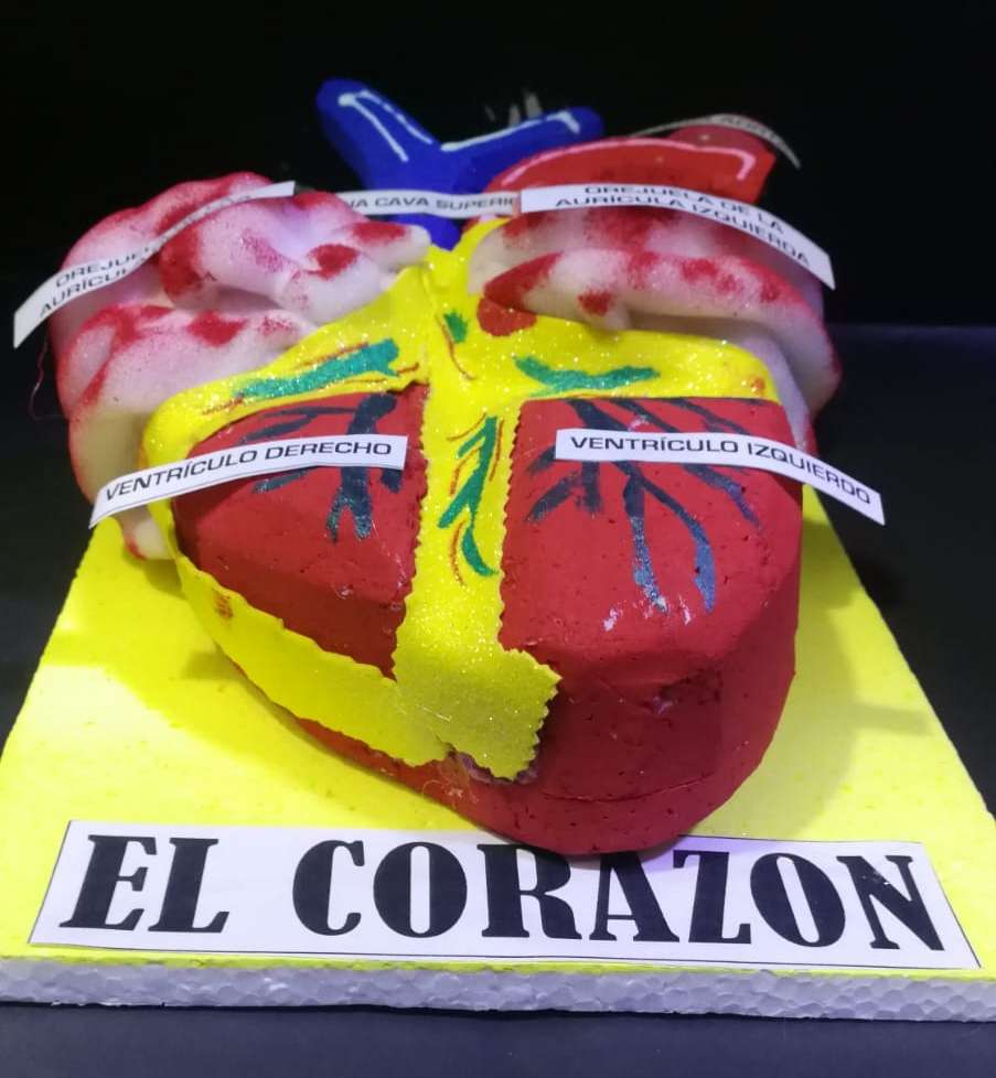 Maqueta del corazon